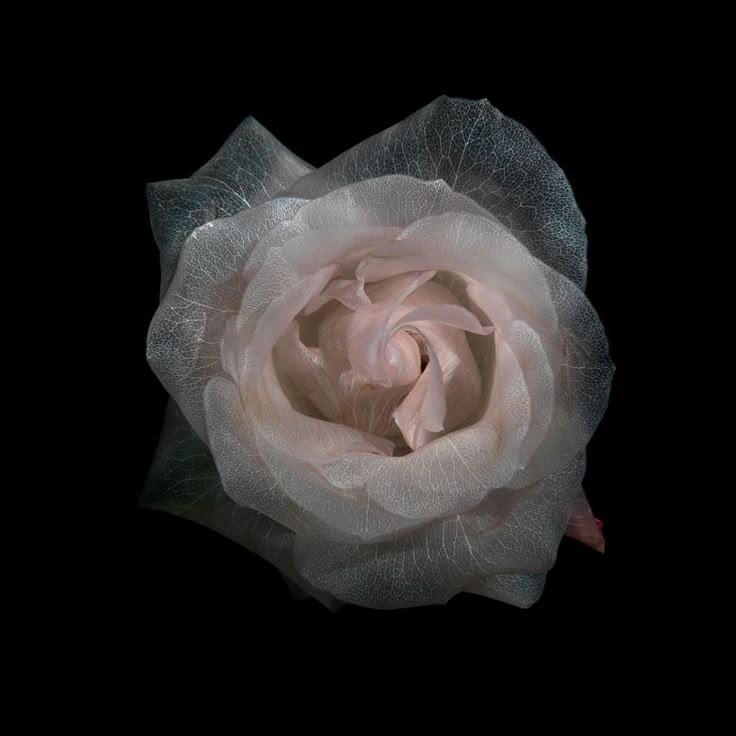 Eternal Embrace: Timeless Affection Flower Clasp